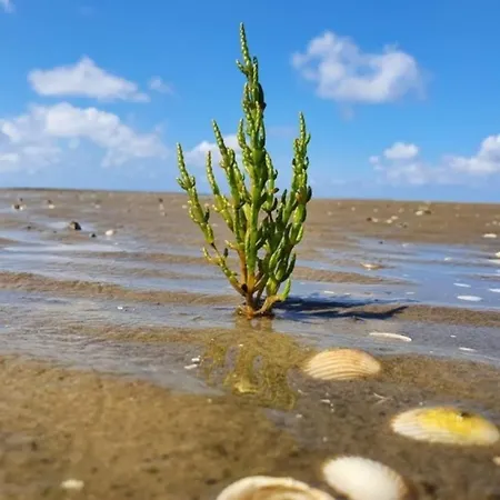 別荘 Sonnenglueck-freistehend Und Eingezaeunt Auf Ca 1,20m *