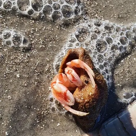 Sonnenglueck-freistehend Und Eingezaeunt Auf Ca 1,20m