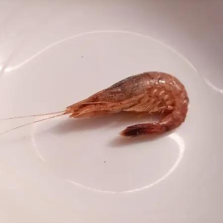 別荘 Sonnenglueck-freistehend Und Eingezaeunt Auf Ca 1,20m *