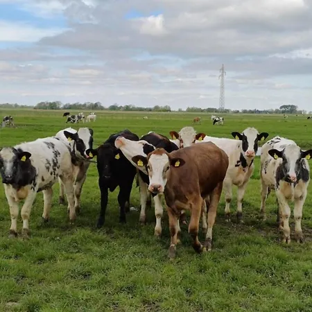 Sonnenglueck-freistehend Und Eingezaeunt Auf Ca 1,20m *