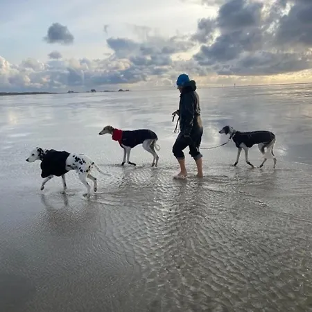 Sonnenglueck-freistehend Und Eingezaeunt Auf Ca 1,20m * Tetenbüll