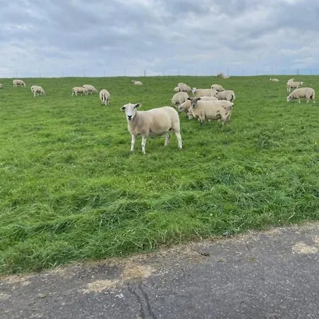 Sonnenglueck-freistehend Und Eingezaeunt Auf Ca 1,20m